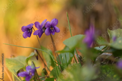 fiore di viola mammola in primavera