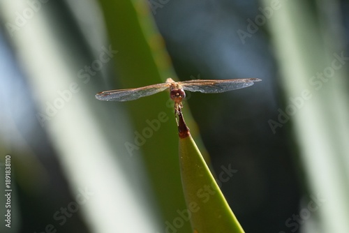 Libelle auf einem Aloe Vera Blatt in Namibia