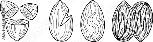 Nut illustration vector set, black and white hazelnut and almond sketches with textured and smooth line styles