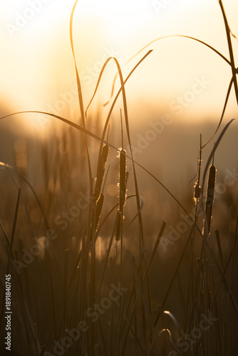 Abstract close-up of dry cattail reeds backlit by golden evening sun