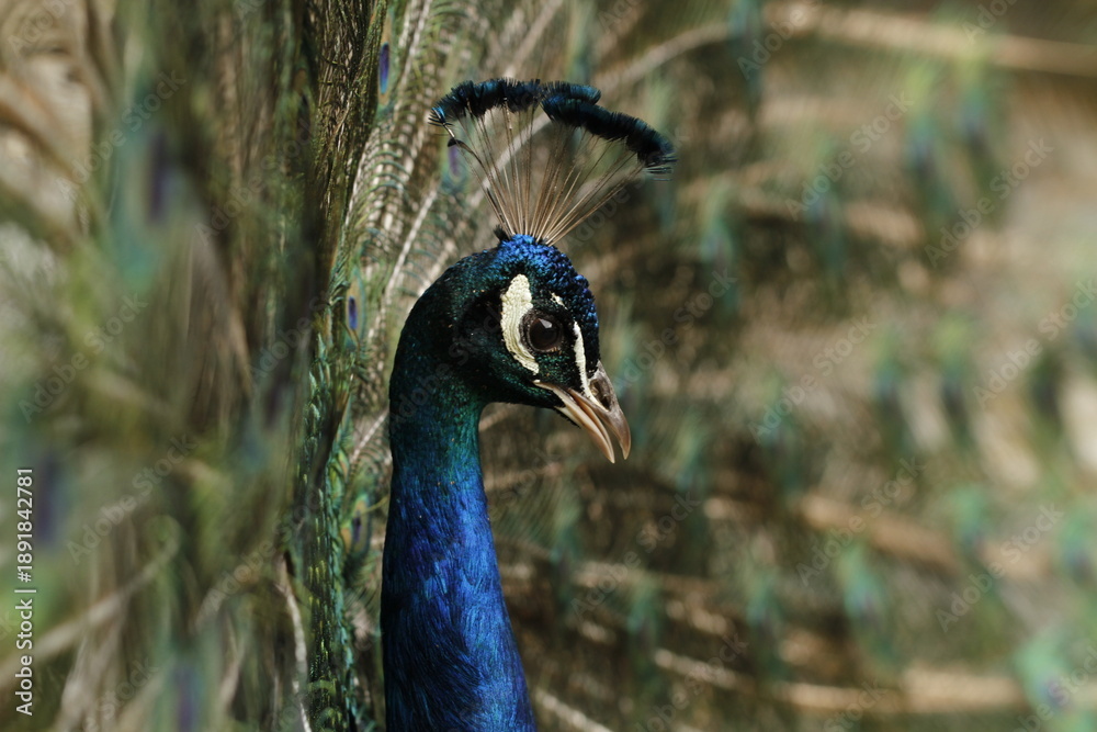 Obraz premium Close-up of majestic peacock with colorful plumage