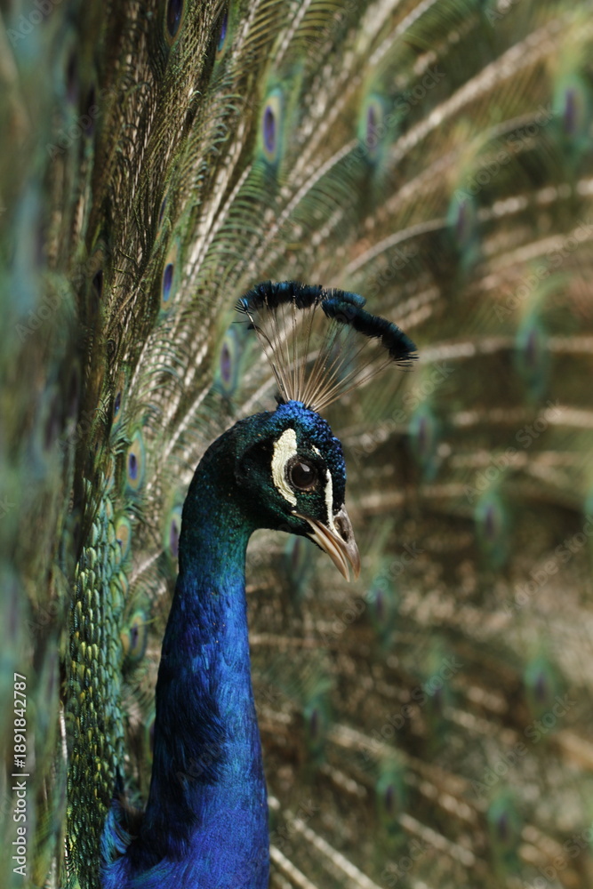 Obraz premium Close-up of majestic peacock with colorful plumage