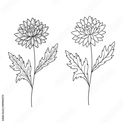 Chrysanthemum - november birth month flower, line art vector set in monochrome style. Hand drawn botanical illustration. Floral sketch expressing individuality, minimalism and tattoo design concepts.