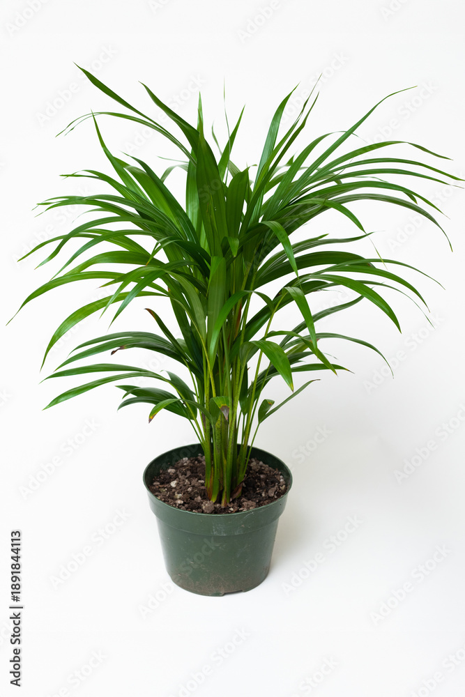 Fototapeta premium Kentia palm in plastic pot against white background.