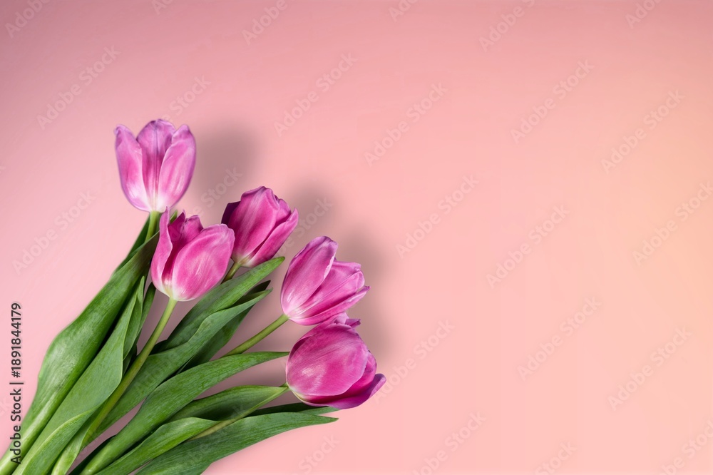Fototapeta premium A bright bouquet of fresh tulips, springtime celebrations