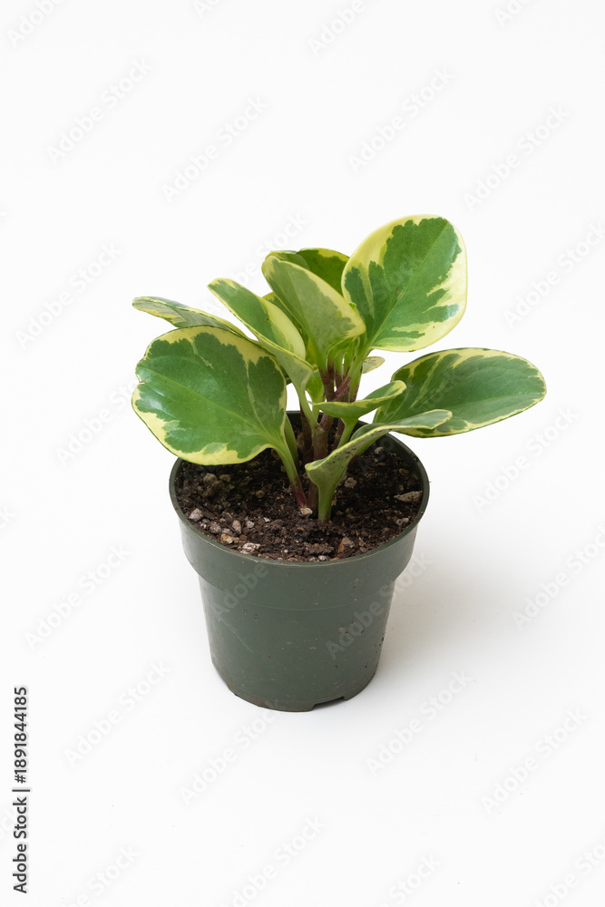Obraz premium Peperomia obtusifolia ‘Variegata’ in green pot on white background.