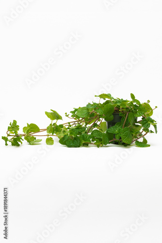 Canvas Print Trailing Pilea nummulariifolia in pot on white background.