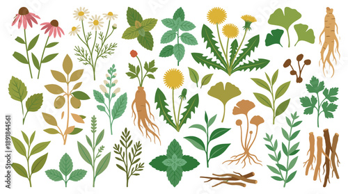 A diverse collection of herbs and medicinal plants, artfully arranged to showcase their unique forms. This image exudes a sense of natural beauty and the healing power of the earth
