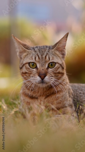 Wallpaper Mural portrait of a cat Torontodigital.ca