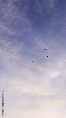 Evening vibrant sky with clouds and birds flying in vertical pan scene