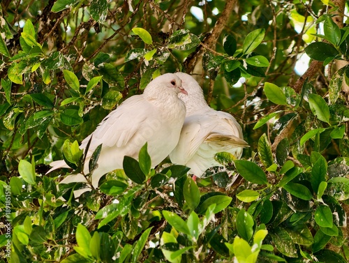 Fotografie Serene pair of doves amidst leafy shelter, Calm feathered duo resting beneath de