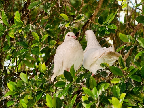 Tender portrait capturing two white doves amidst thick green leaves with direct eye contact
