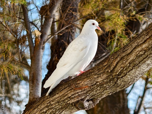 Serene white pigeon on suburban tree branch, Quiet urban garden features hardy winter dove perched calmly