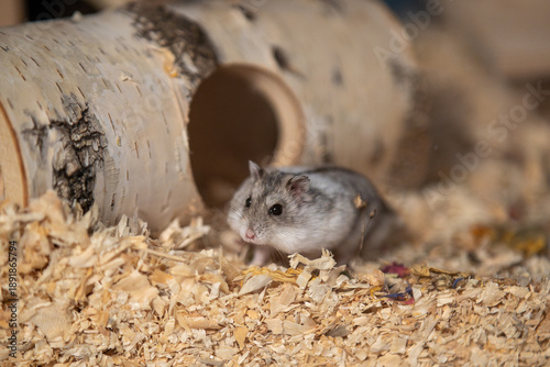 dsungarischer Hamster, Jungtier plündert Flachs