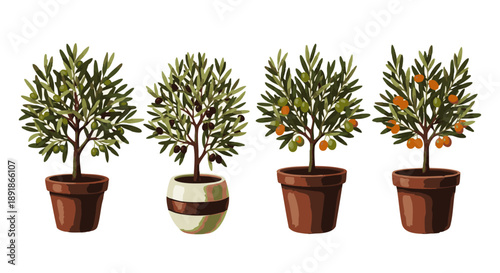 Four potted olive trees with green and orange fruits potted plants green leaves brown pots
