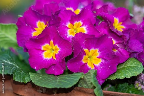 Εκτύπωση καμβά Close up of pink polyanthus primroses in bloom