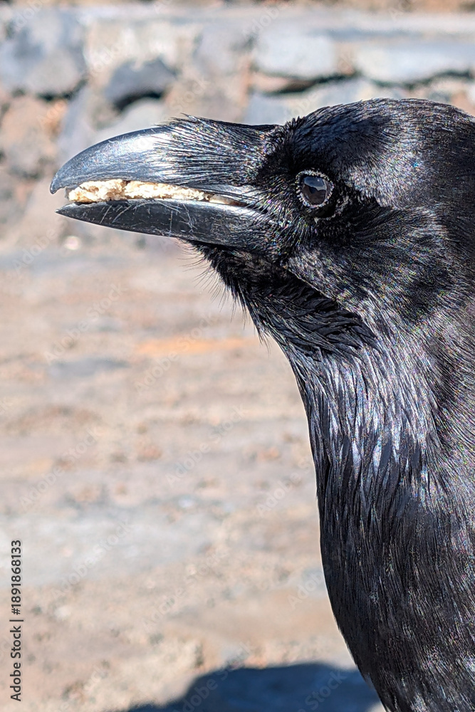 Fototapeta premium The Raven’s Perch: Wildlife at La Palma’s Summit Observatory st Volcano Caldera Taburiente