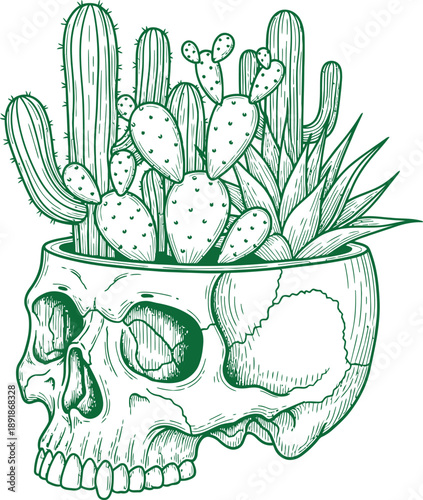 A drawing of a skull filled with various cacti and succulents in a unique planter arrangement