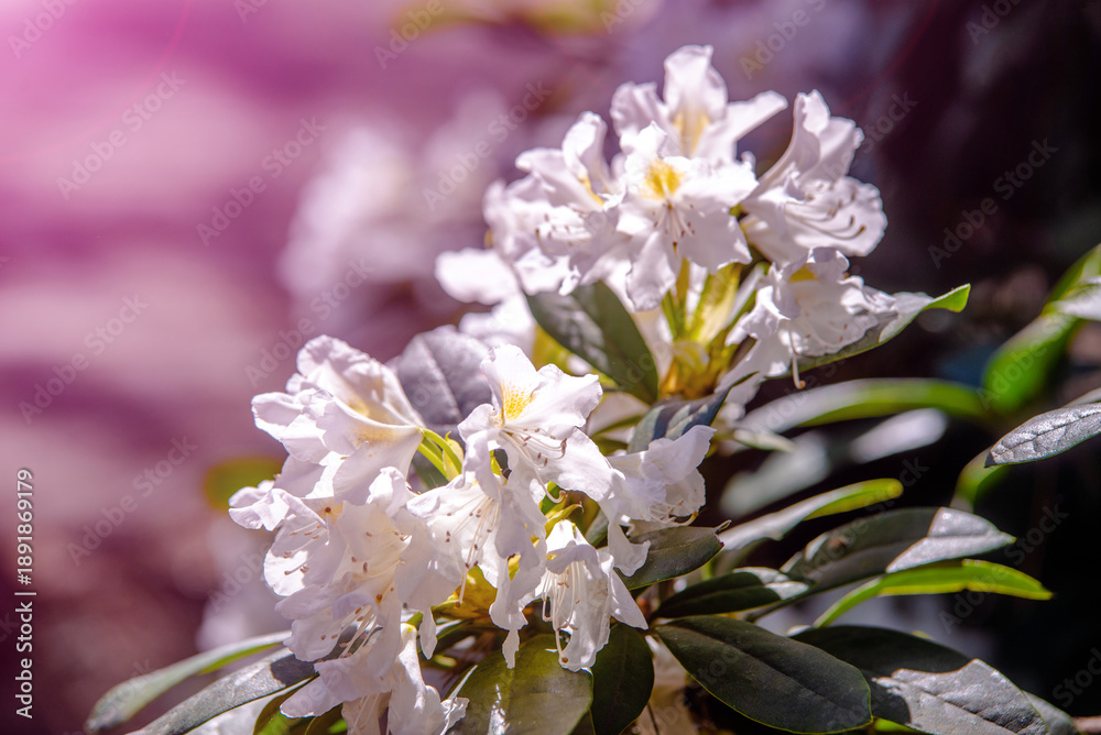 Fototapeta premium white rhododendron blooms in the Botanical garden 