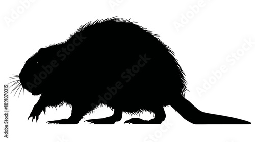 A silhouette of a rodent, showing fur and a tail, positioned on a white background