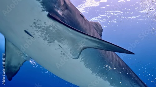 great white shark
