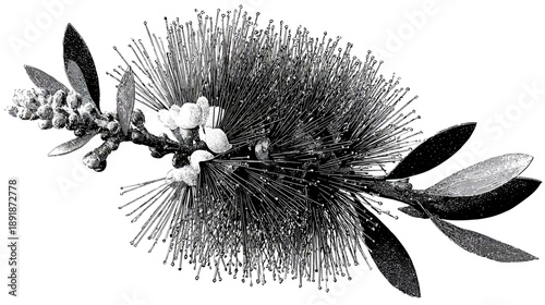Black and white illustration of a spiky flower head, leaves and branch against a white background