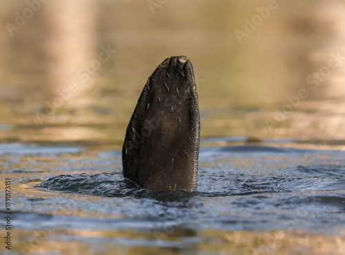 Manatee Waving Fingernails Looks Like a Hand