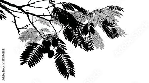 A silhouette illustration of branches and leaves in a striking contrast of black and grey against white