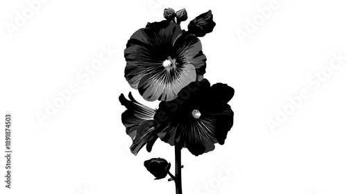 A grayscale botanical illustration featuring blooming flowers and buds on a slender stem