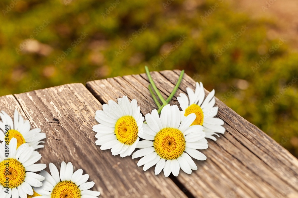 Obraz premium white fresh aroma daisy flower