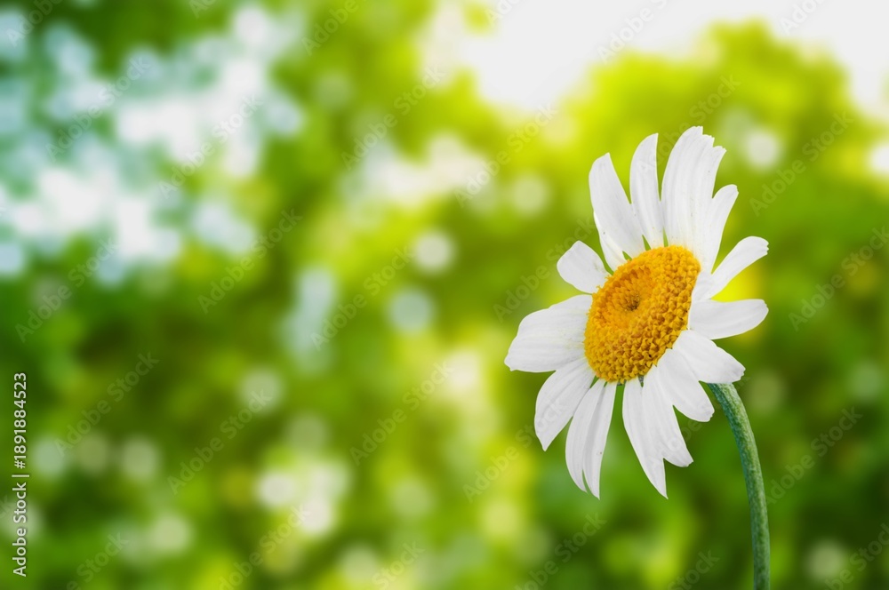 Obraz premium white fresh aroma daisy flower