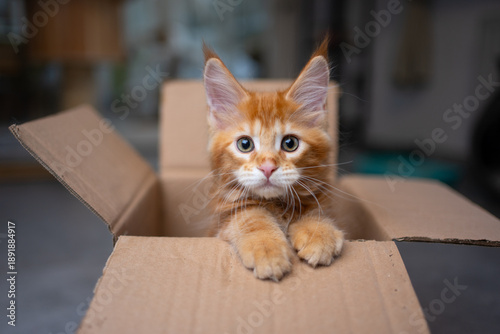 fluffy ginger maine coon kitten iside of cardboard box peeking out looking at camera curiously with paws leaning on the edge © furryfritz