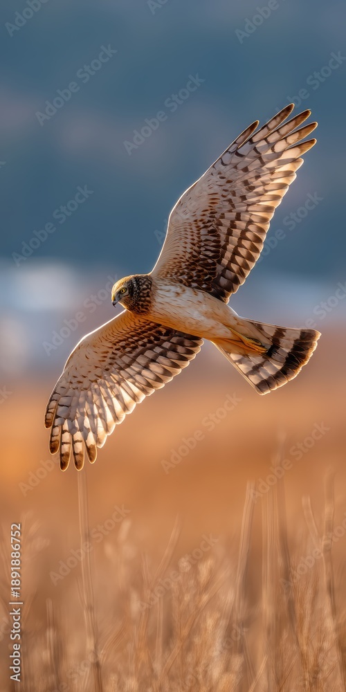 Obraz premium Hawk gliding through the air