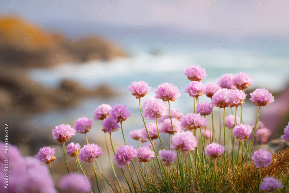 Obraz premium Vibrant sea pink flowers in bloom along a coastal area, with selective focus