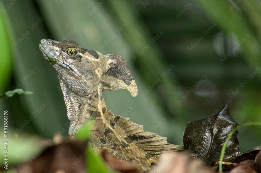Obraz premium Close-up portrait of a basilisk lizard with food in its mouth in a Colombian neotropical forest