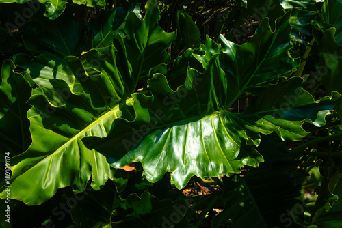 Beautiful of green tropical leaves plant background