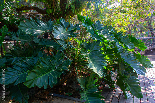 Beautiful of green tropical leaves plant background