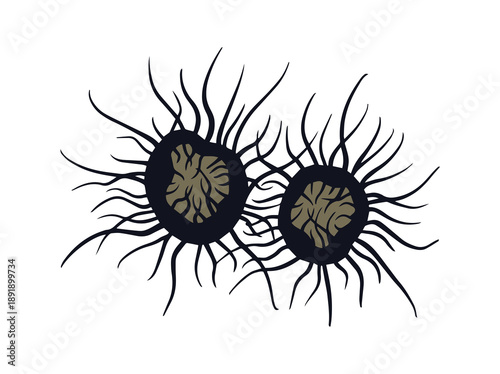 Mold Spore Chaetomium Fungus Illustration
