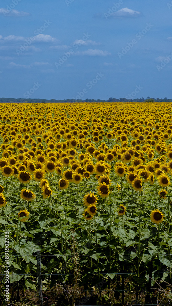 Naklejka premium Campo extenso de girasoles en plena floración bajo un cielo despejado, con colores vibrantes y luz natural que resalta los pétalos amarillos y los tallos verdes. Escena ideal para conceptos de natural