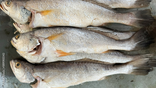 Fotografie Fresh whole fish displaying raw seafood for cooking