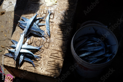 Halfbeak fish or spipe fish (Hemiramphidae), sold in local markets are widely consumed by the public.