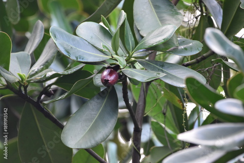 Картината върху платно The glossy, leathery leaves and reddish-maroon fruit of the Autograph Tree (Clusia species, commonly Clusia major or Clusia rosea), also known as the pitch-apple or copey, in Dominica
