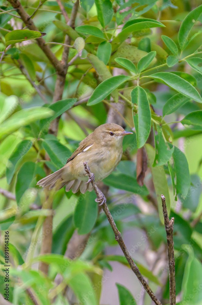 Obraz premium Moment of bird