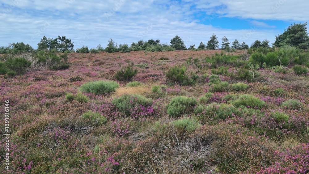 Φωτογραφία Les magnifiques paysages de landes de genêts et de bruyère du mont Caroux à la f