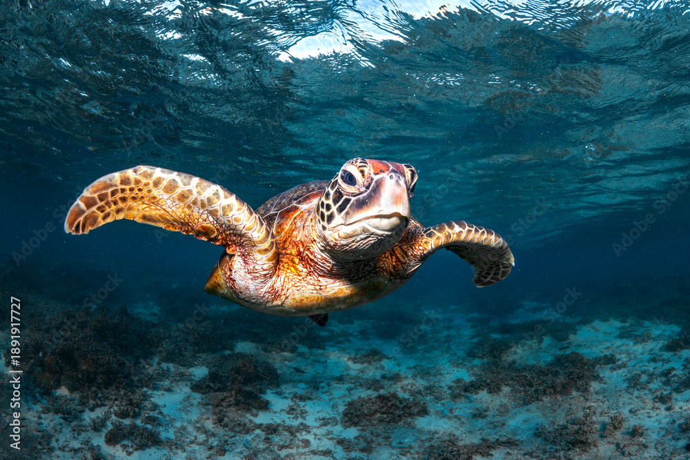 Obraz premium Green sea turtle swimming in clear blue water above a shallow reef at Lady Elliot Island, Queensland, Australia. Calm underwater marine life scene.