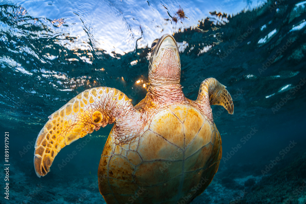 Obraz premium Sea turtle taking a breath at the water surface in clear blue ocean at Lady Elliot Island, Queensland, Australia. Calm marine life scene.