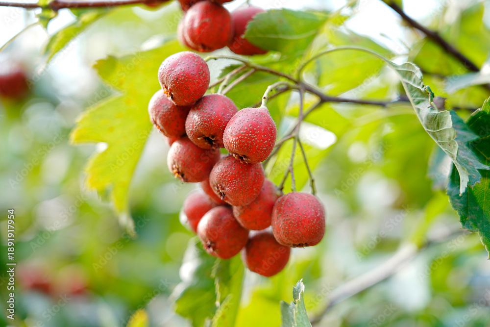 Obraz premium Red hawthorn fruit grows on the tree