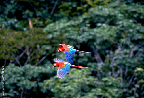 Red-and-green macaws - Ara chloropterus - flying over the lowland rainforest of Madidi National Park, Bolivia