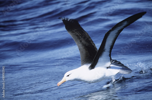 Black-browed albatross - Thalassarche melanophris - of South Africa. Globally Near Threatened with Extinction