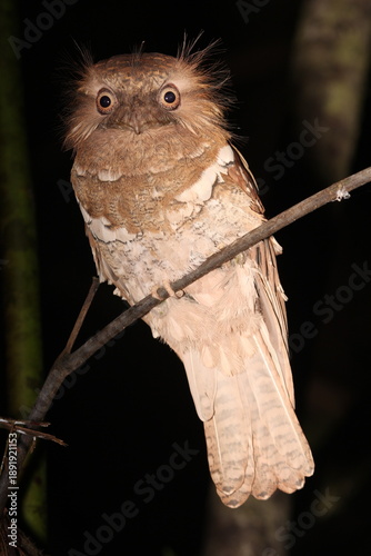 Philippine frogmouth - Batrachostomus septimus - in Mindanao, the Philippines
